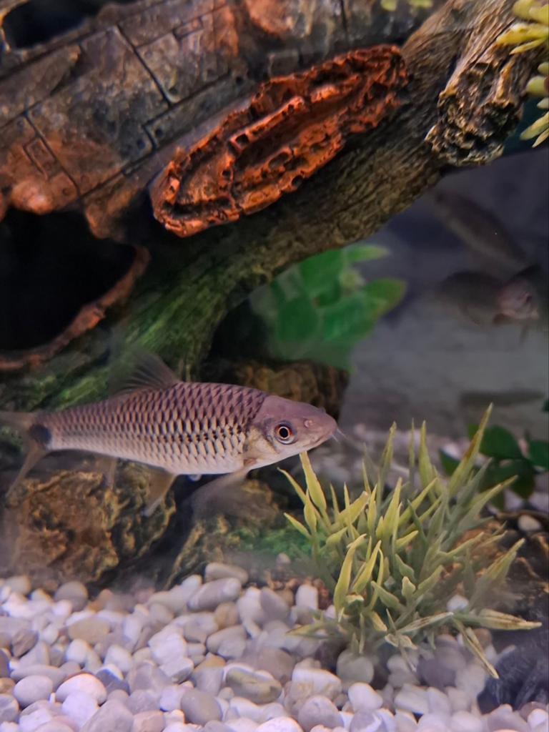 Algeneters (Crossocheilus reticulatus), Dieren en Toebehoren, Vissen | Aquariumvissen, Vis
