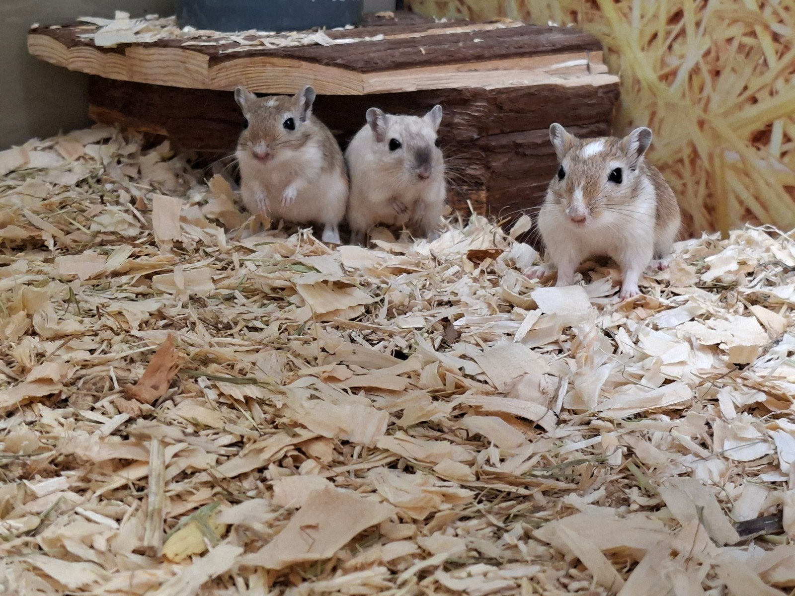 Hele leuke en nieuwsgierige gerbil vrouwen., Dieren en Toebehoren, Knaagdieren, Juli, Vrouwelijk, Overige typen