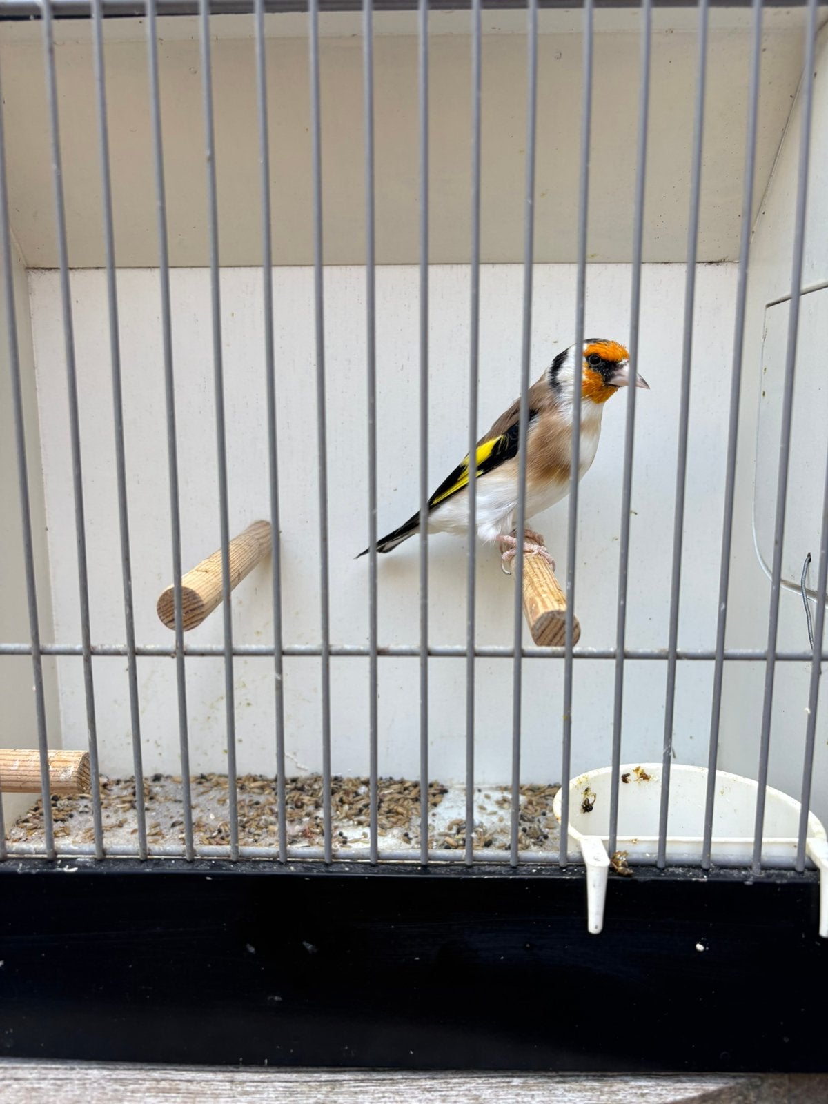 Majoor putter man, Dieren en Toebehoren, Mannelijk, Wildzangvogel