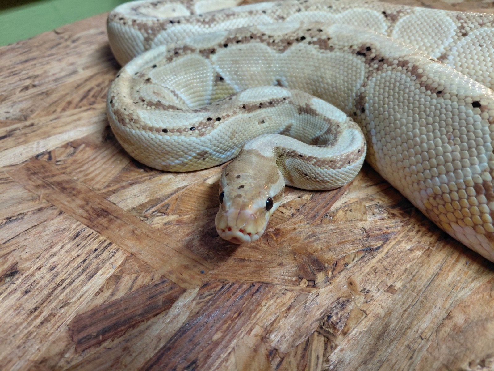 2 x koningspython,python regius Ball Python - unknown for sale from Rob kraaijeveld