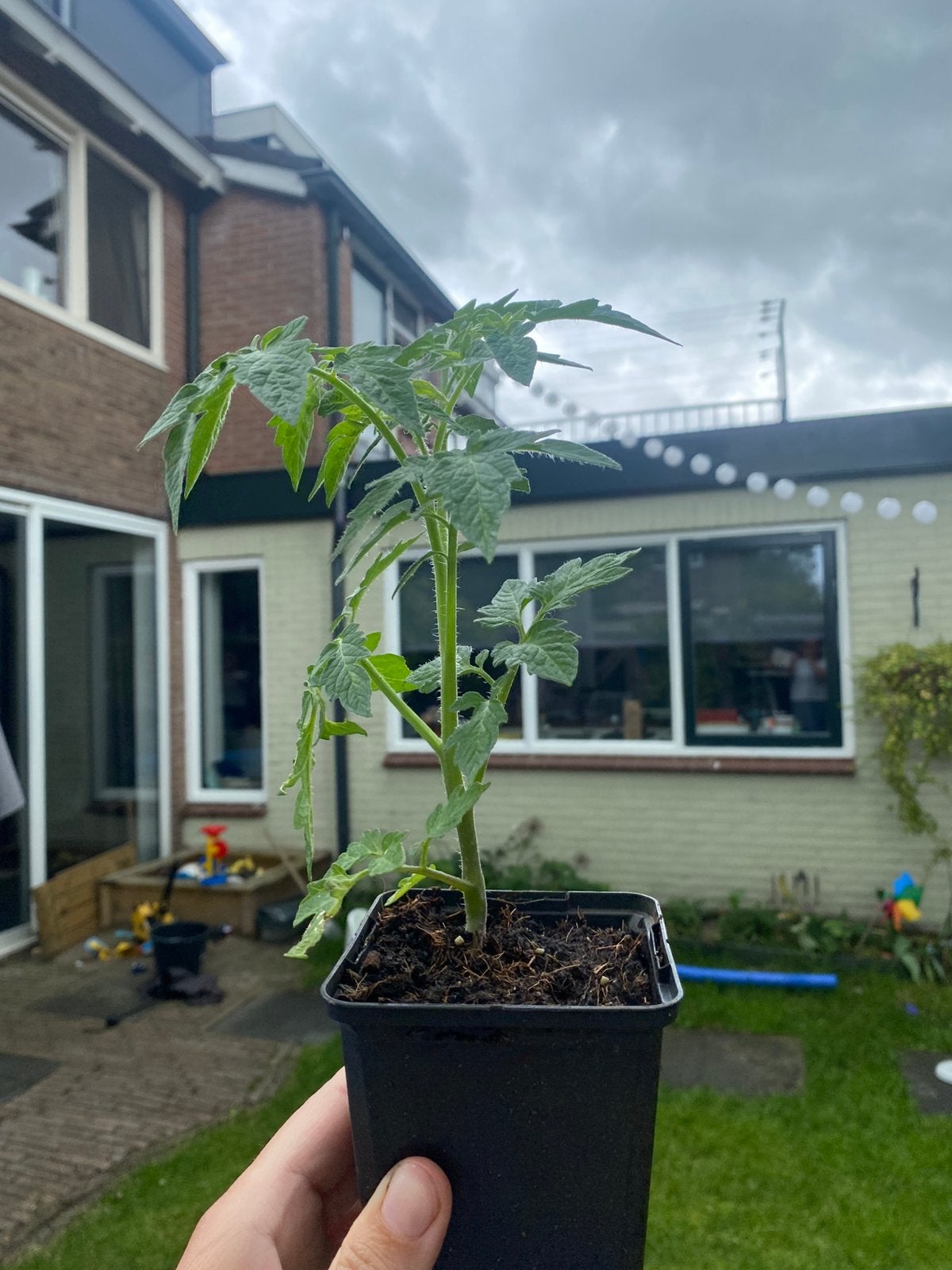 BIO San Marzano tomatenplant, Tuin en Terras, Planten | Tuinplanten, Ophalen, Volle zon, Groenteplanten, Eenjarig