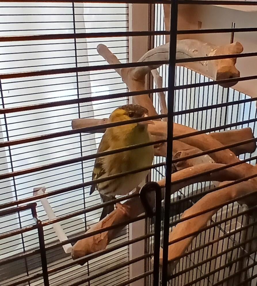 Mooie wildkleur sijsman 2025, Mannelijk, Geringd