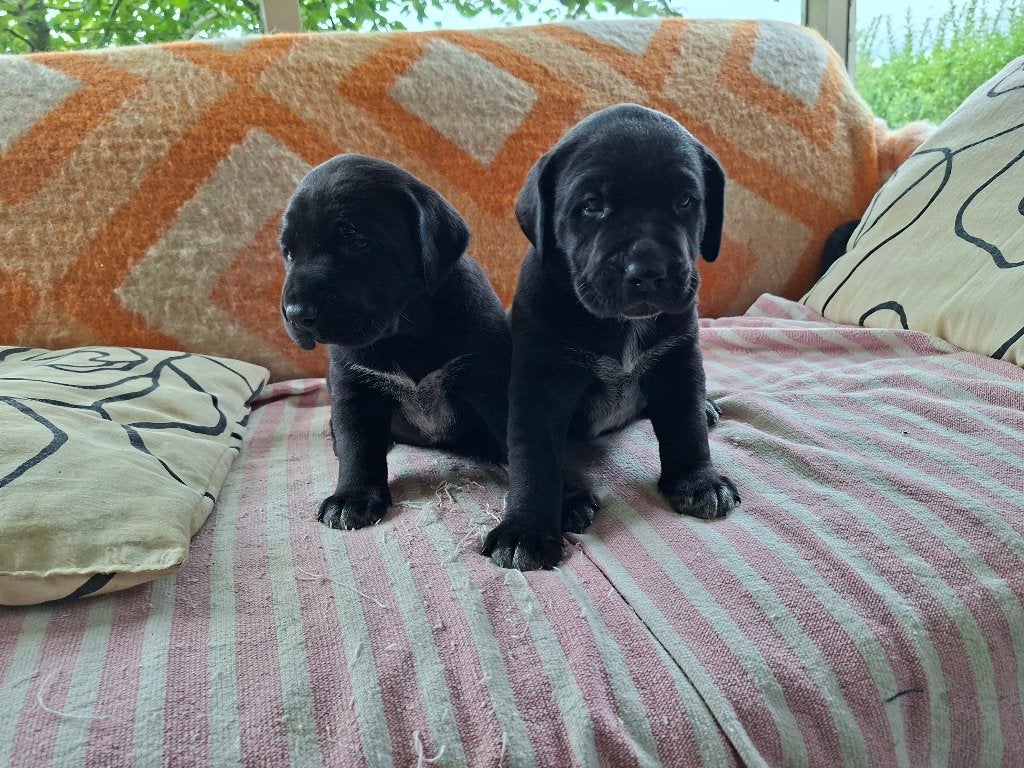 Mooie pups Labrador x Duitse Staande, Duitse Staande hond, Nederland, 8 tot 15 weken, CDV (hondenziekte)