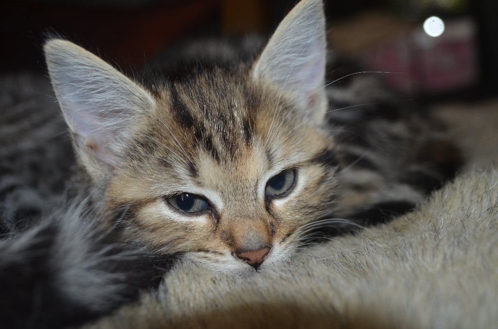 X Noorse boskatkittens mogen koffertjes pakken, Dieren en Toebehoren, Meerdere dieren, Gechipt, 0 tot 2 jaar