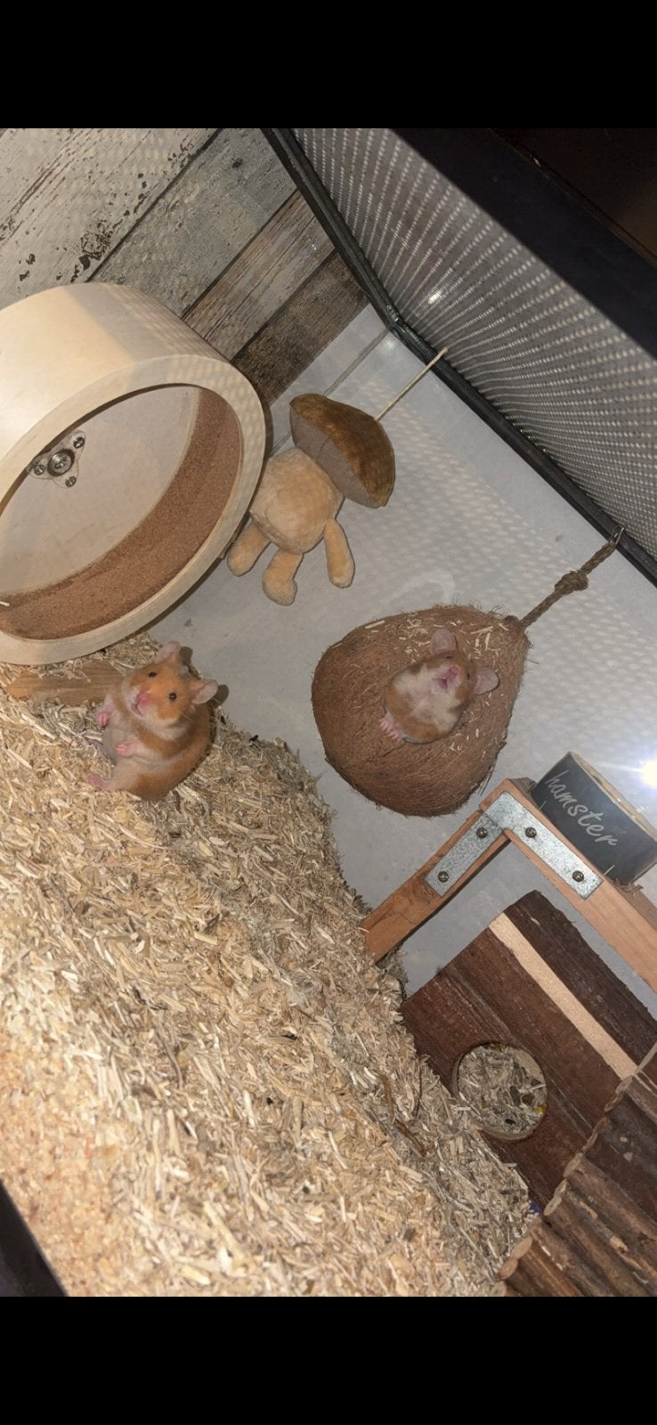 Twee lieve, tamme hamsterzusjes zoeken een nieuw thuis, Hamster, April, Vrouwelijk, Tam