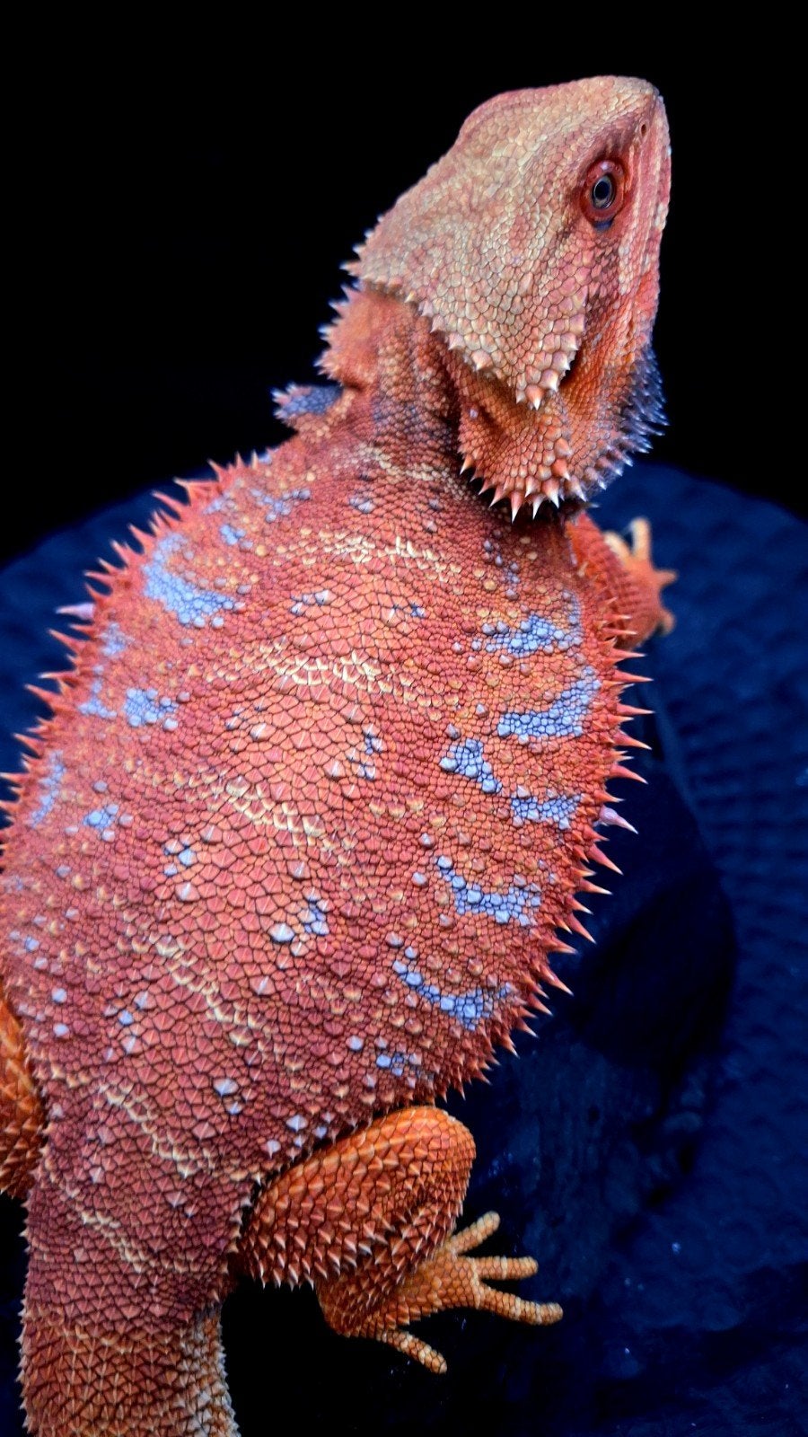 50% Red Monster Extreme Blue Tiger Man Baardagaam (Holdback) Bearded Dragon - male for sale from Design Dragons