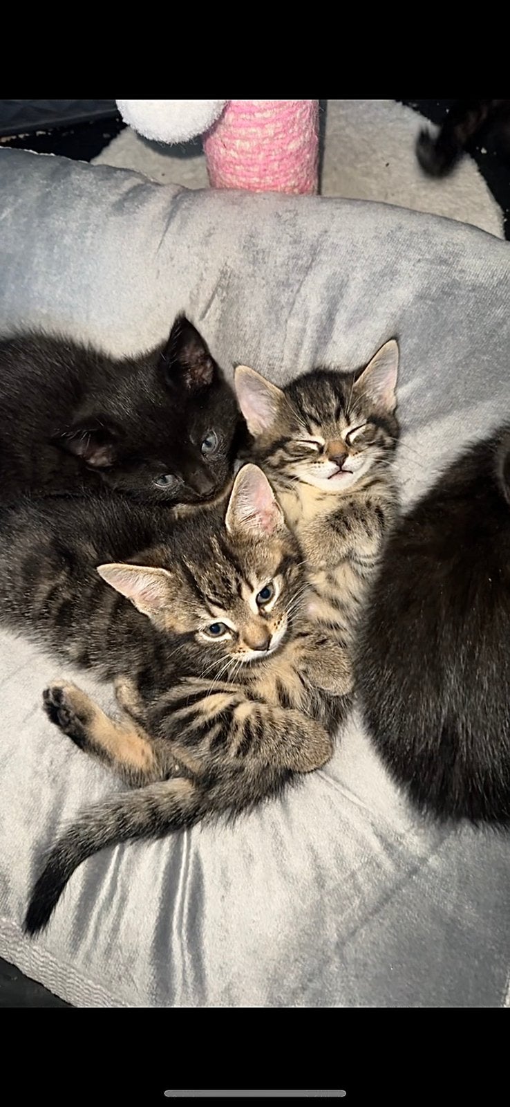 Kittens zoeken liefdevol huisje !, Meerdere dieren