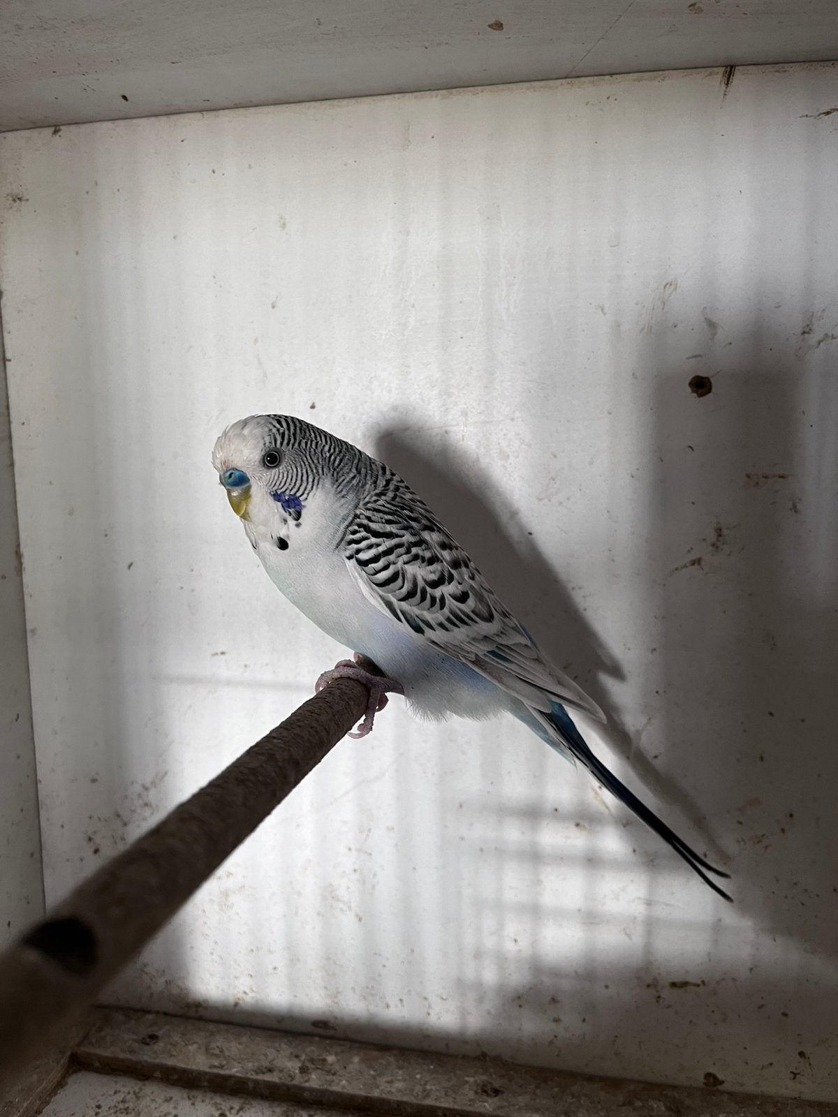 Grasparkiet man, Dieren en Toebehoren, Mannelijk, Parkiet