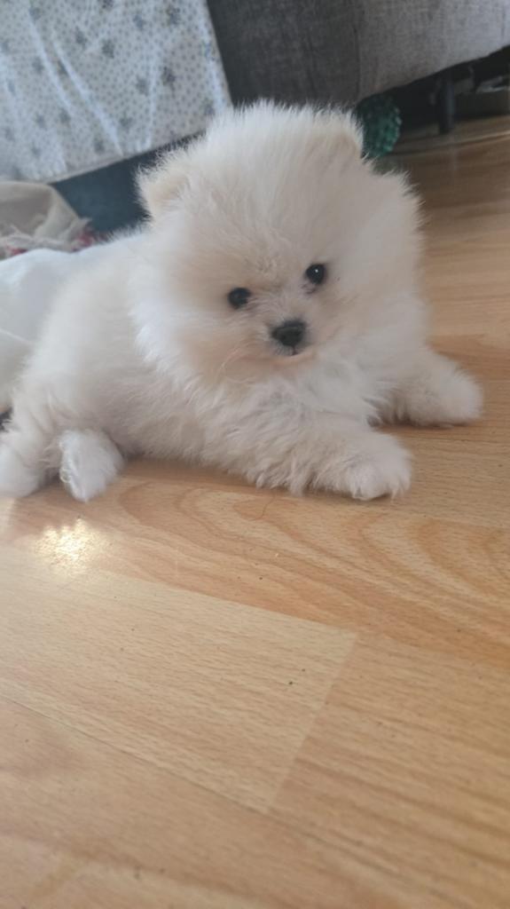 Pomeriaan pups, Dieren en Toebehoren, Honden | Poolhonden, Keeshonden en Oertypen, Parvo, 8 tot 15 weken, Meerdere, Meerdere dieren