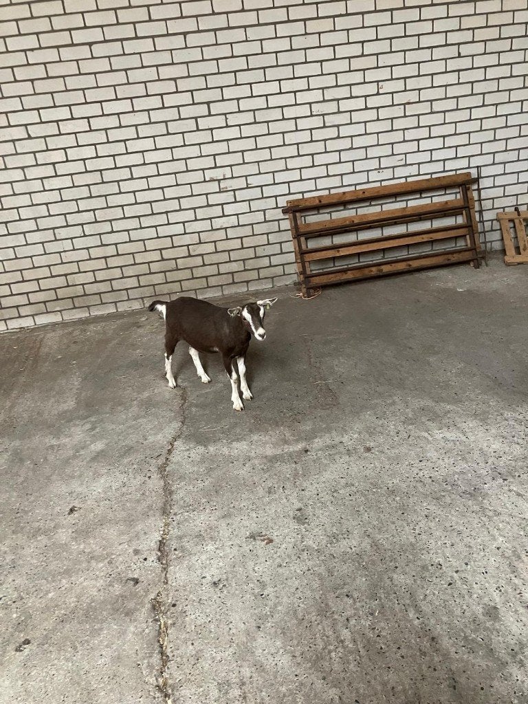 geit, Dieren en Toebehoren, Schapen, Geiten en Varkens, Vrouwelijk, Geit, 0 tot 2 jaar