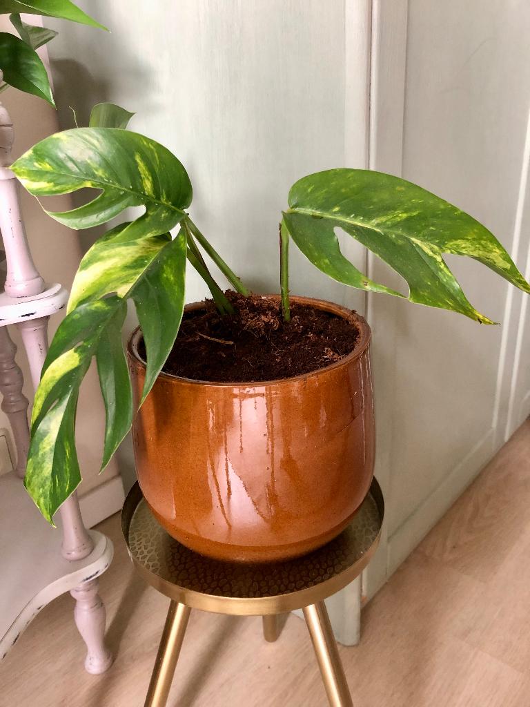 Epipremnum Goldfinger in bloempot, Huis en Inrichting, Kamerplanten, Ophalen of Verzenden, In pot, Halfschaduw, Minder dan 100 cm