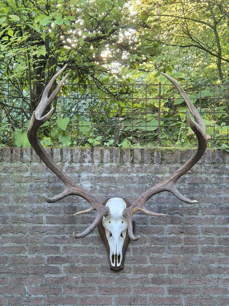 Prachtig Kapitaal Herten gewei 8.2kg Jacht Hut Mancave a15, Ophalen, Zo goed als nieuw, Hert, Gewei of Kop