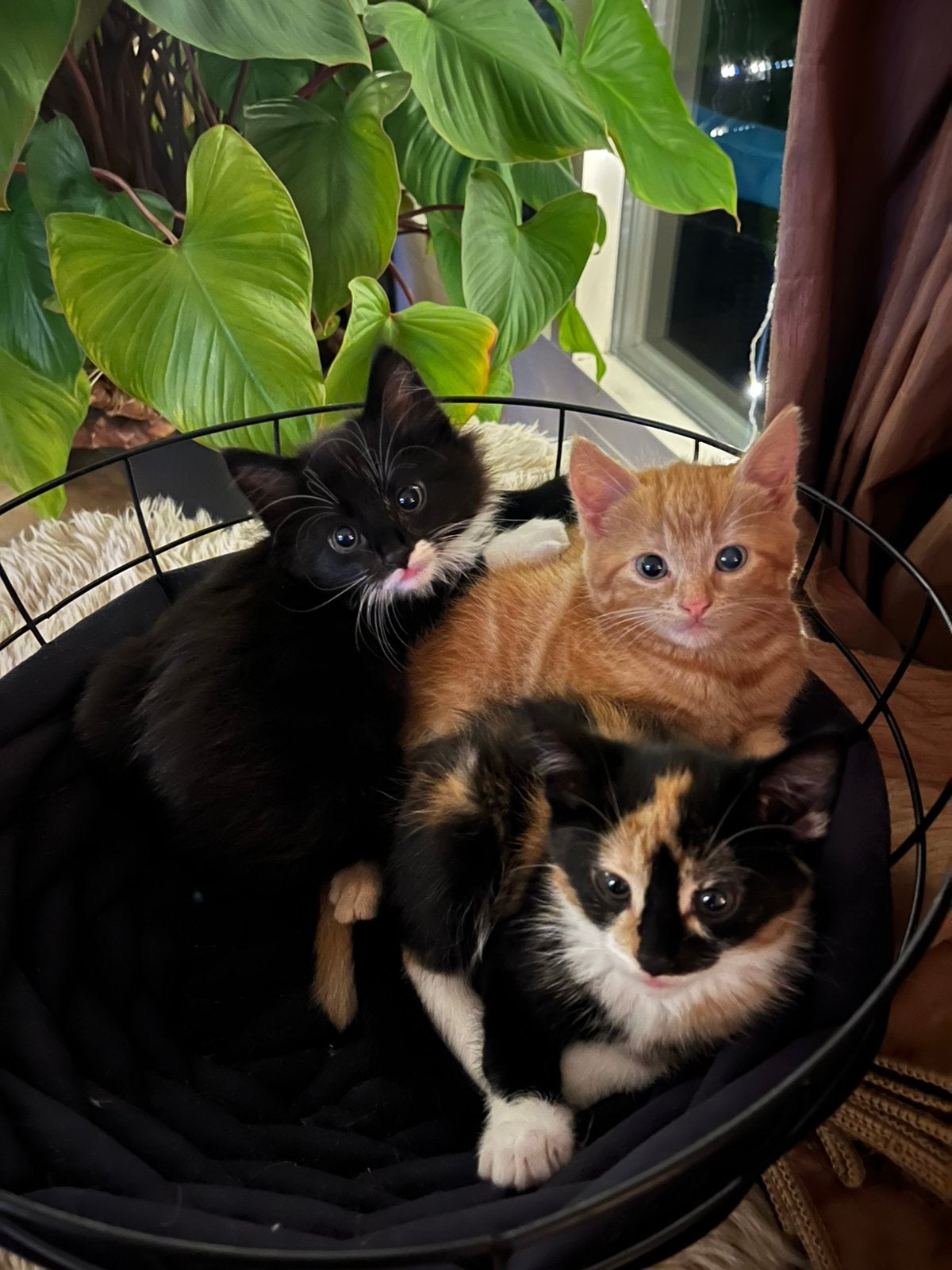 Prachtige kittens zoeken gouden mand, Meerdere dieren, 0 tot 2 jaar