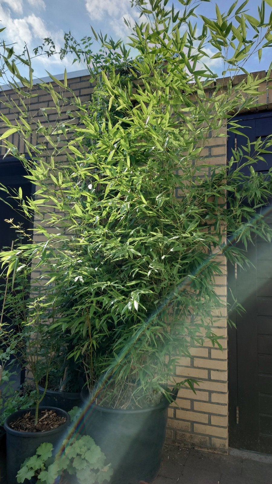 mooie grote bamboo in kuip, Ophalen, Bloeit niet, Halfschaduw, Overige soorten