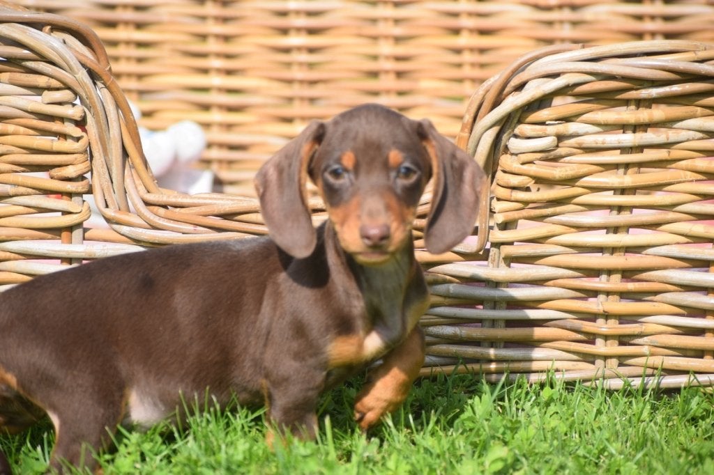 Teckel pups alle kleuren, België, 8 tot 15 weken, Korthaar, Dwerg