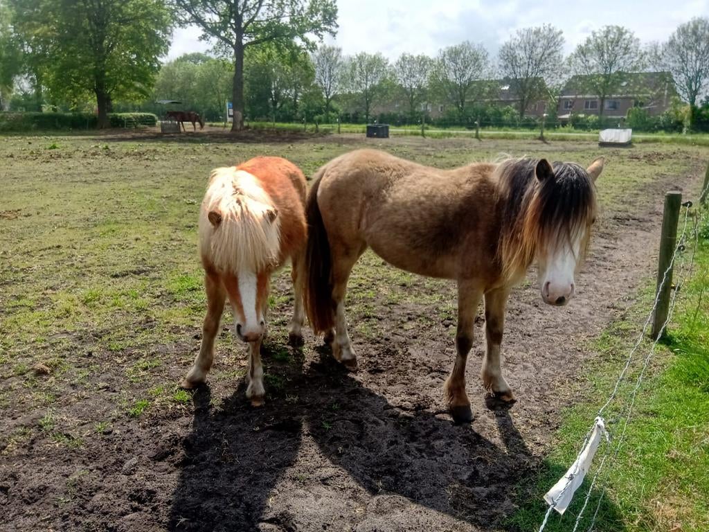 2 jarige A welsh merrie en 1 jarige A welsh hengst, Dieren en Toebehoren, Pony's, Met stamboom, Dressuurpony, 0 tot 2 jaar, A pony (tot 1.17m)
