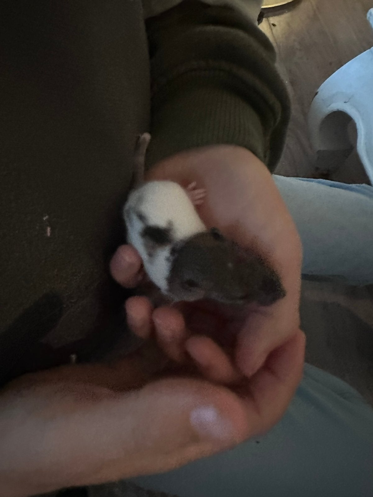 Rittens 3 mannen, Dieren en Toebehoren, Knaagdieren, Rat, Mannelijk, Mei, Tam