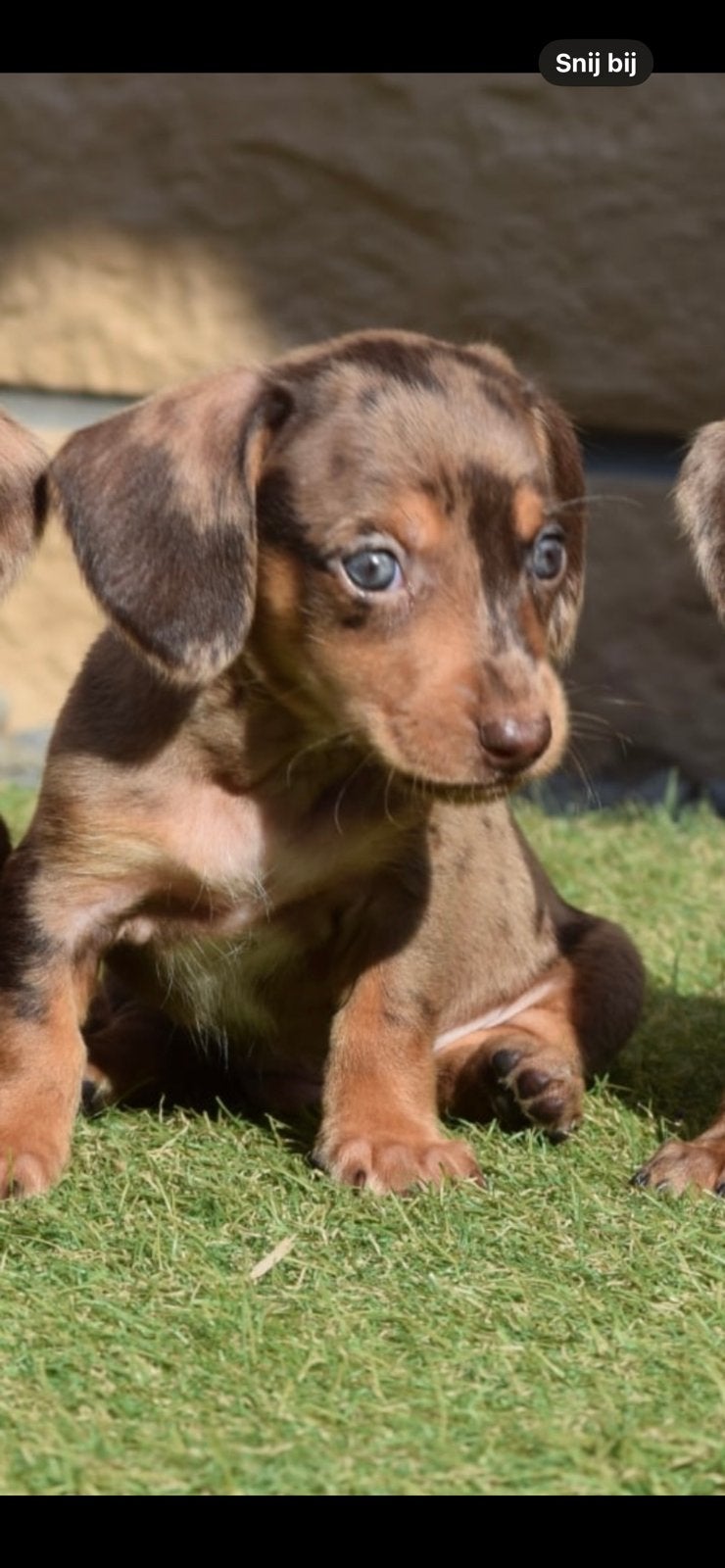 ❤️Prachtige teckel pups, dwerg / kaninchen teckels🐶🐾, Dieren en Toebehoren, Honden | Teckels en Dashonden, 8 tot 15 weken, Teef