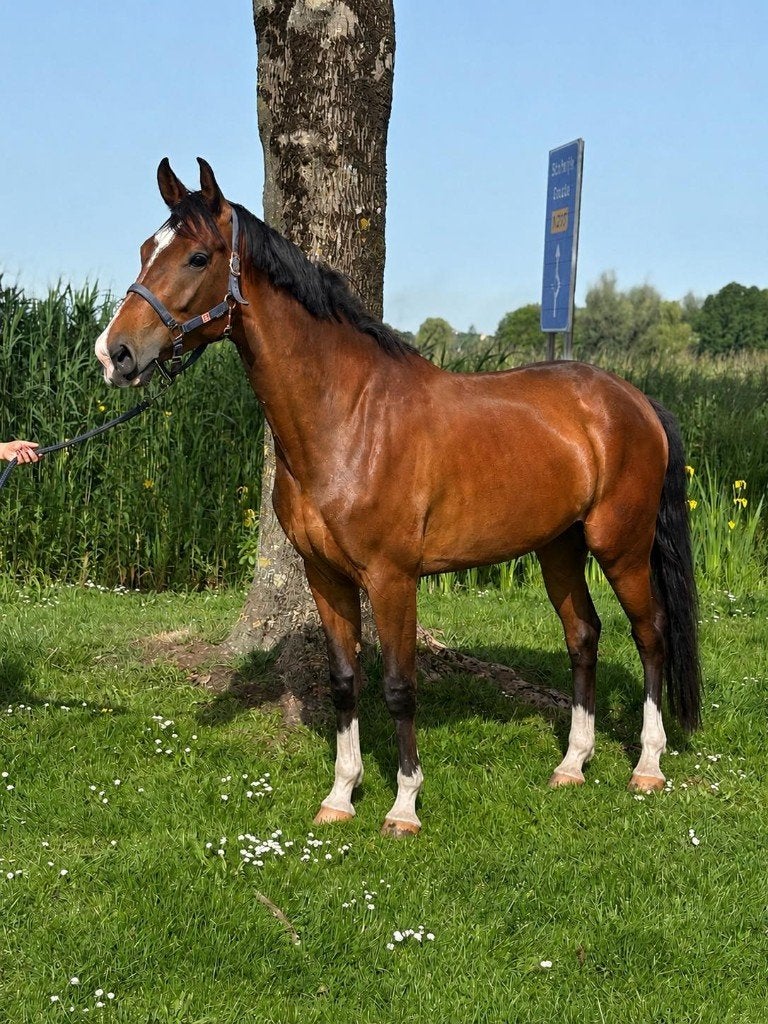 Veelbelovende allround 4 jarige merrie te koop, Merrie, Dressuurpaard, 3 tot 6 jaar, 165 tot 170 cm