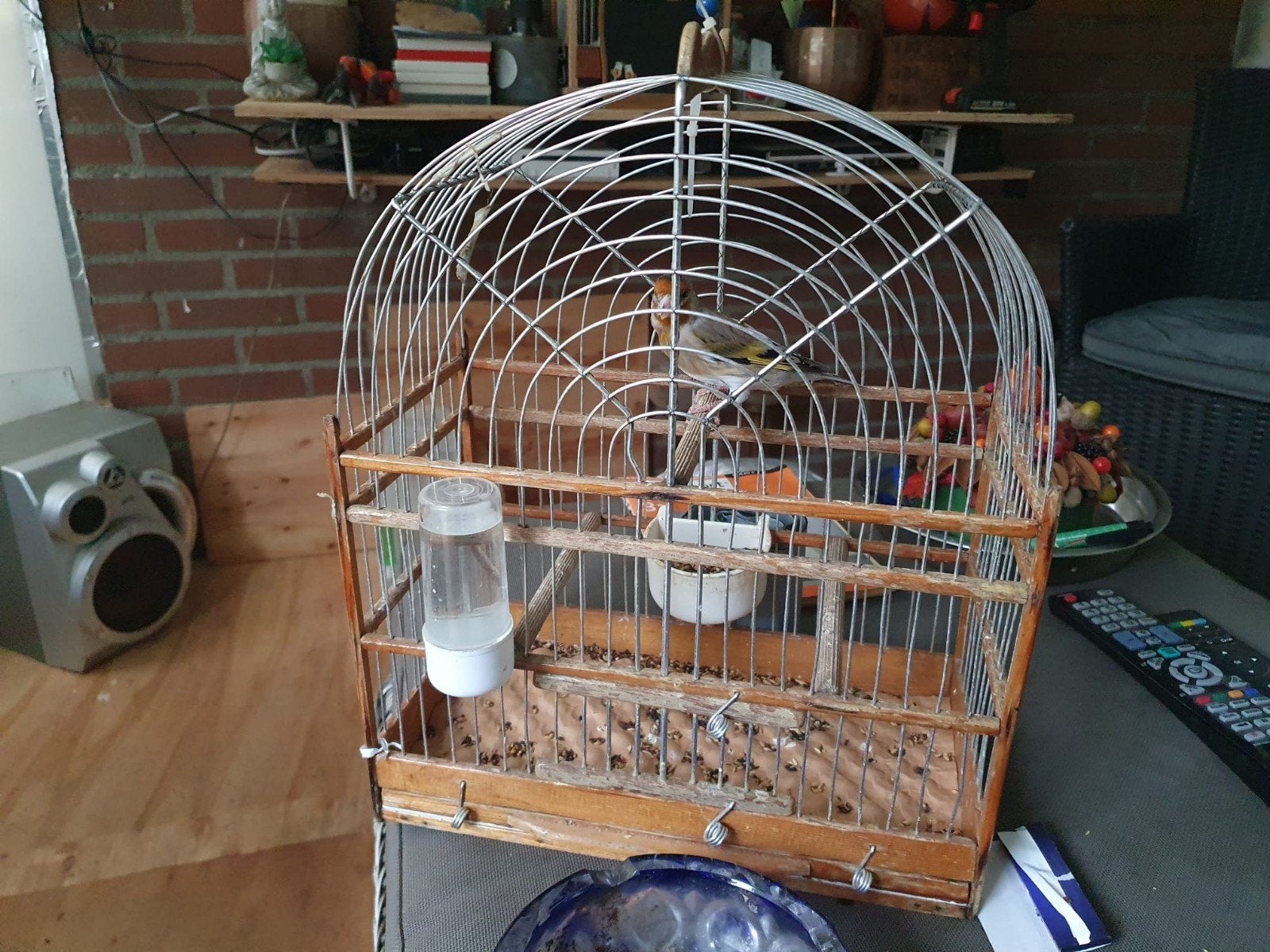 Bastaard mayoor putter x kanarie ( man ), Dieren en Toebehoren, Mannelijk, Wildzangvogel, Geringd