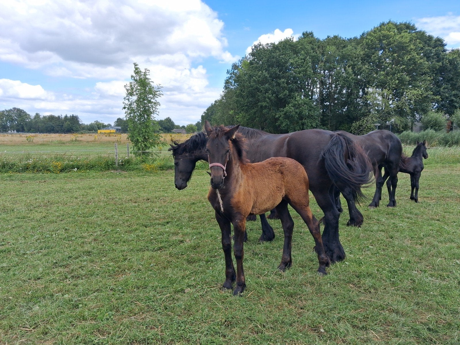 Friese merrie en hengstveulen, Dieren en Toebehoren, Paarden, Merrie, Minder dan 160 cm, 0 tot 2 jaar