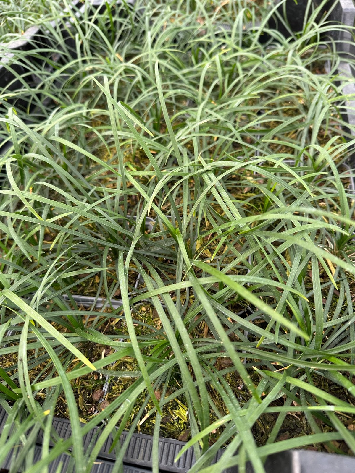 Ophiopogon Japonicus - Japanse Slangenbaard (P9), Vaste plant, Siergrassen, Ophalen of Verzenden, Halfschaduw