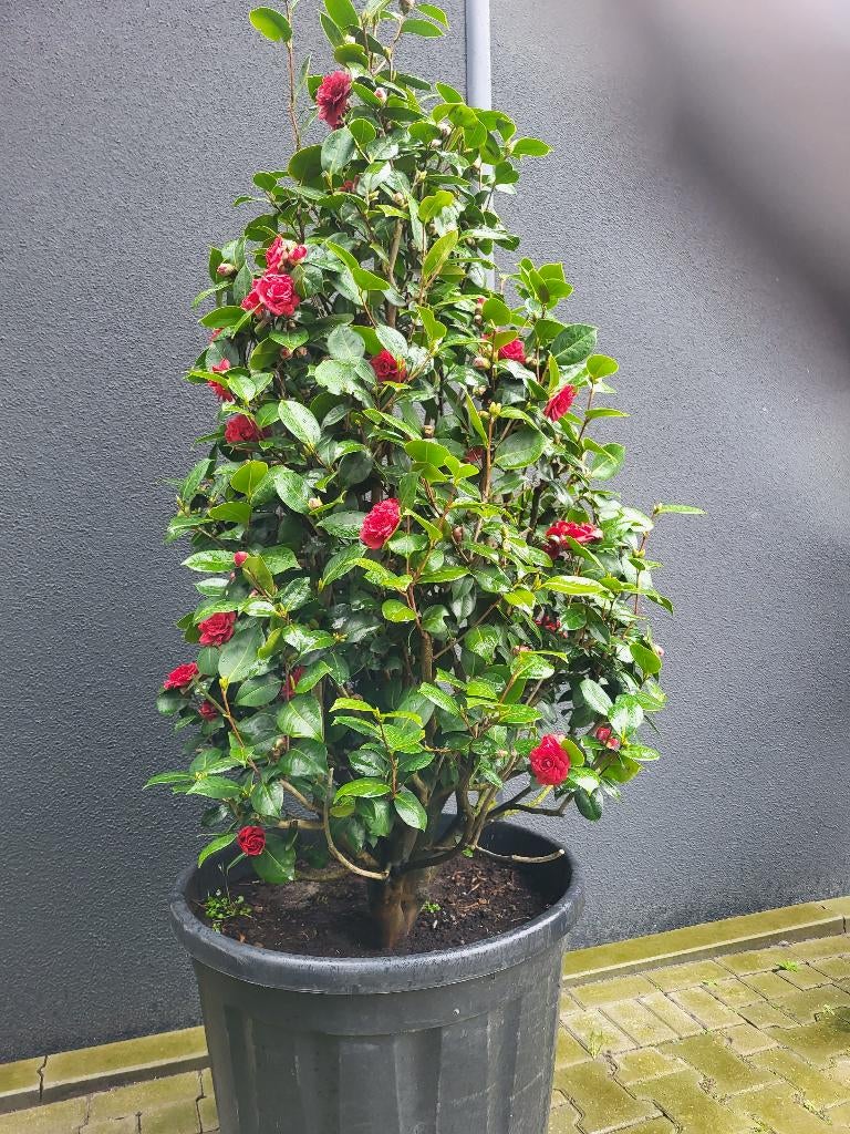 Camelia zuilvorm, Volle zon, Vaste plant, Lente, Ophalen