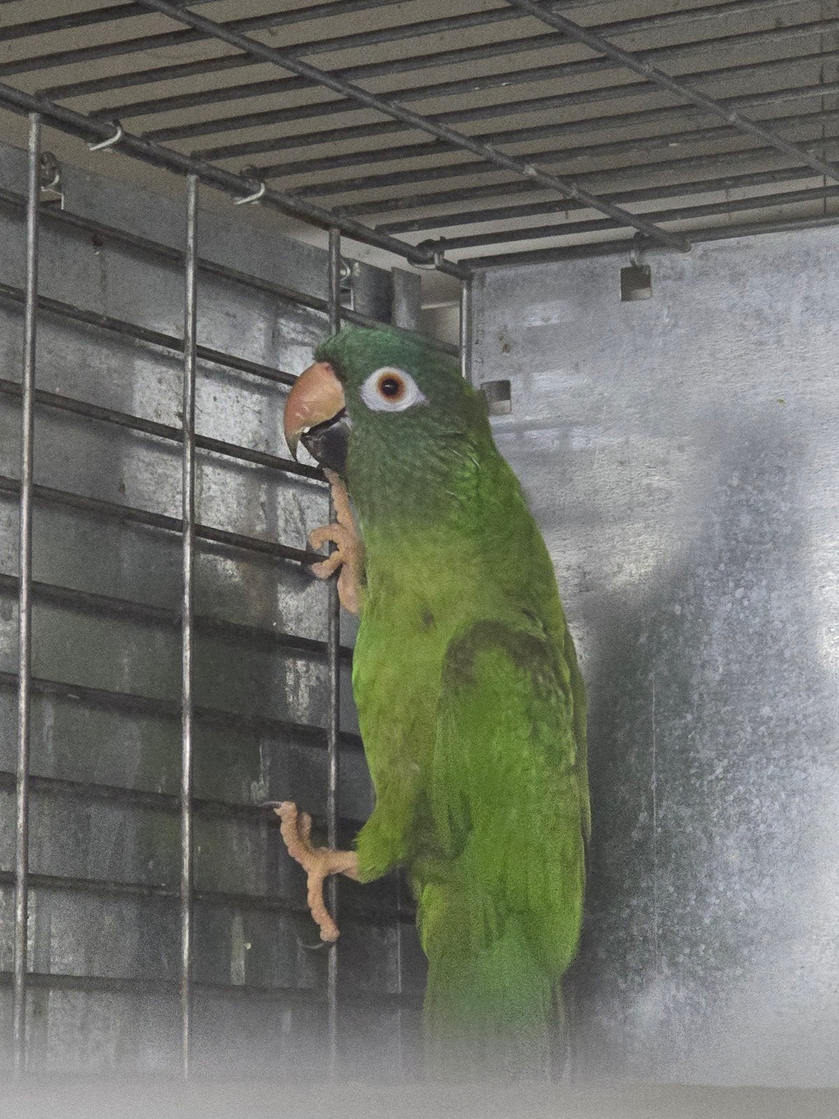0-1 blauwkoparatinga 2019, Dieren en Toebehoren, Vogels | Parkieten en Papegaaien, Vrouwelijk, Parkiet