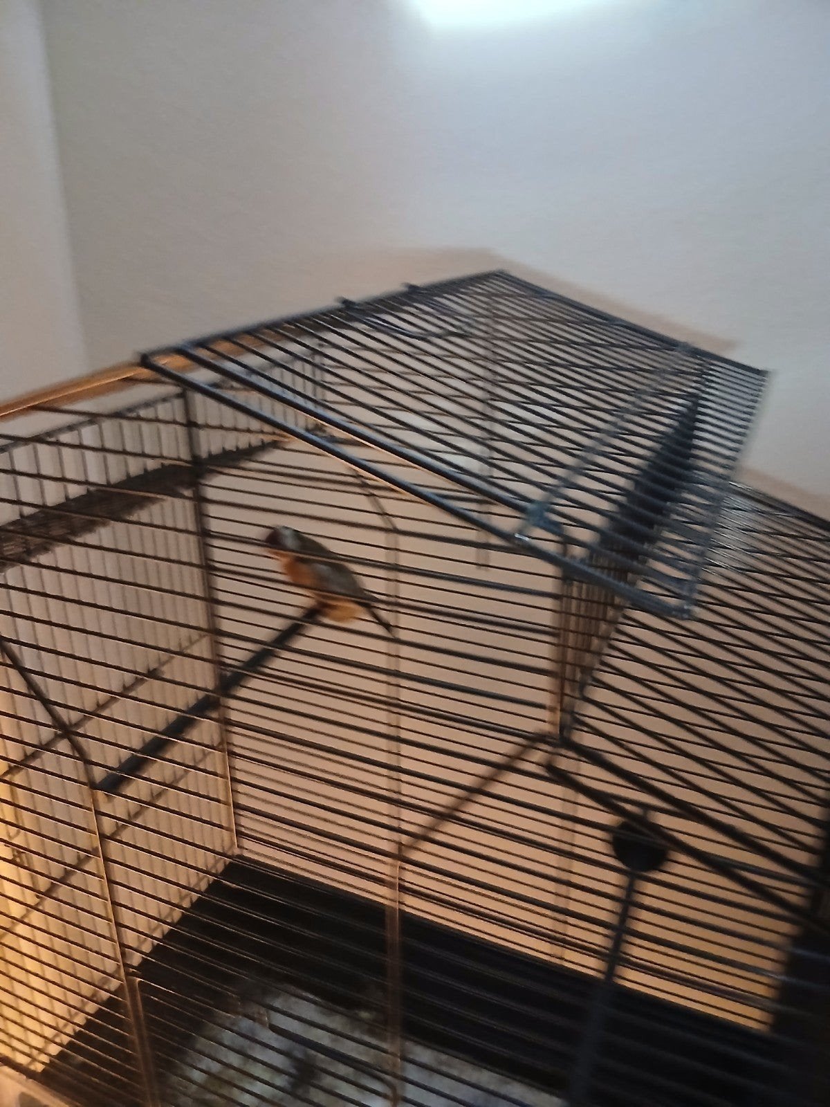 vogel, Ophalen of Verzenden, Metaal, Vogelkooi