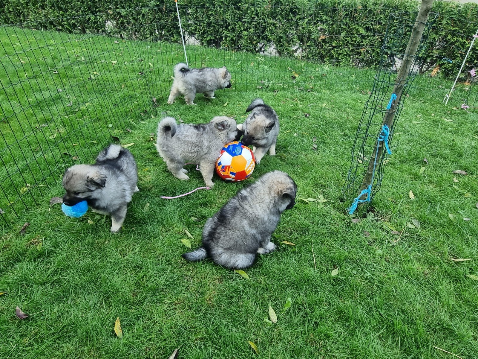 wolfsgrauwe keeshonden pups te koop, Keeshond, 8 tot 15 weken, Meerdere, Meerdere dieren