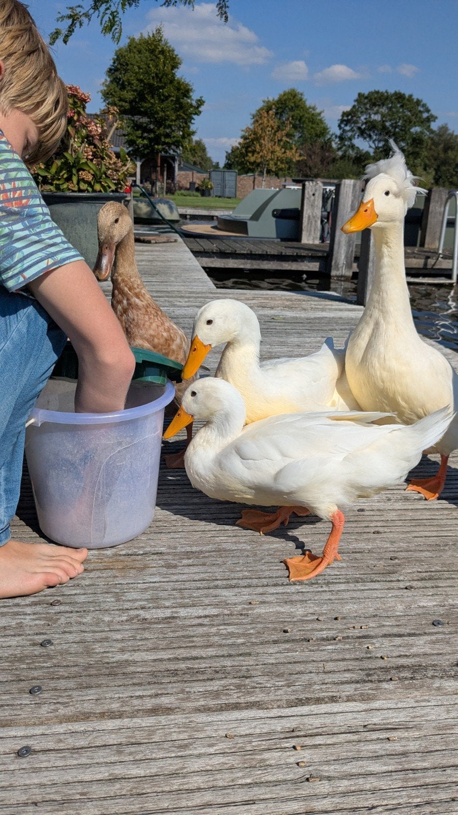 3 lieve dames loopeenden, Dieren en Toebehoren, Vrouwelijk, Eend