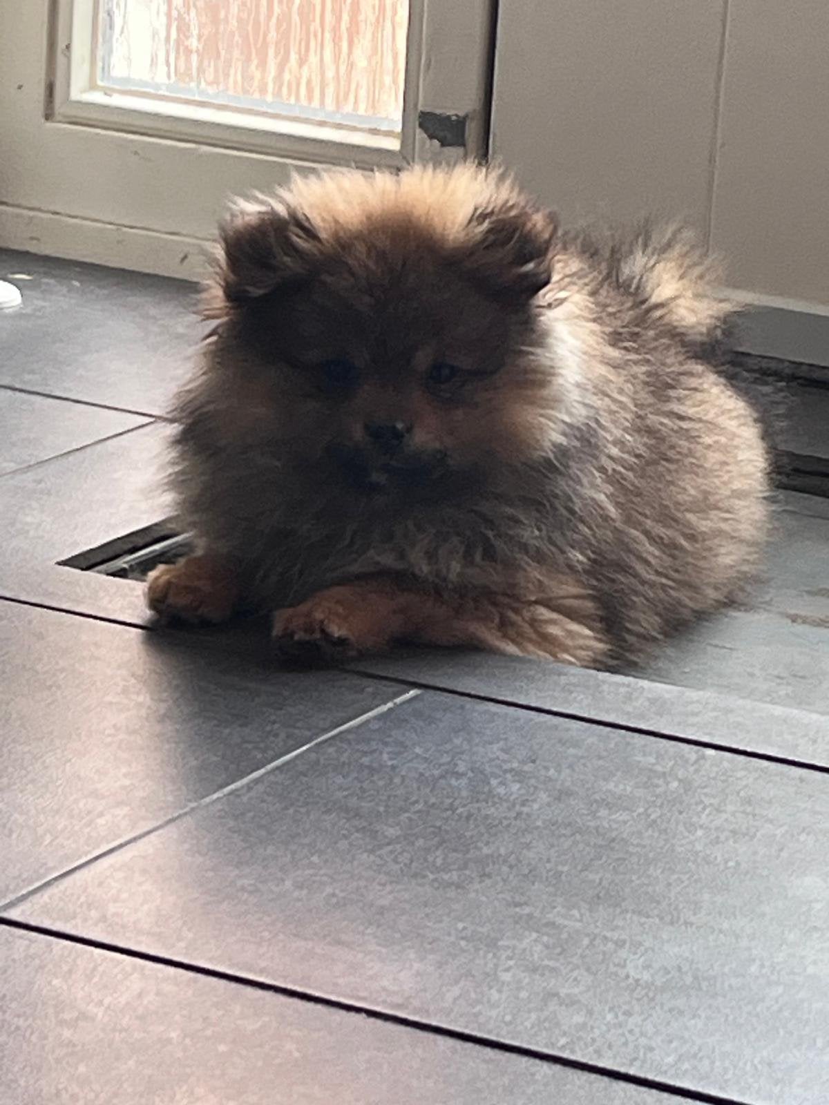 teddydog reutje chowchowxpomeriaan, Dieren en Toebehoren, Keeshond, 15 weken tot 1 jaar, Reu, Parvo