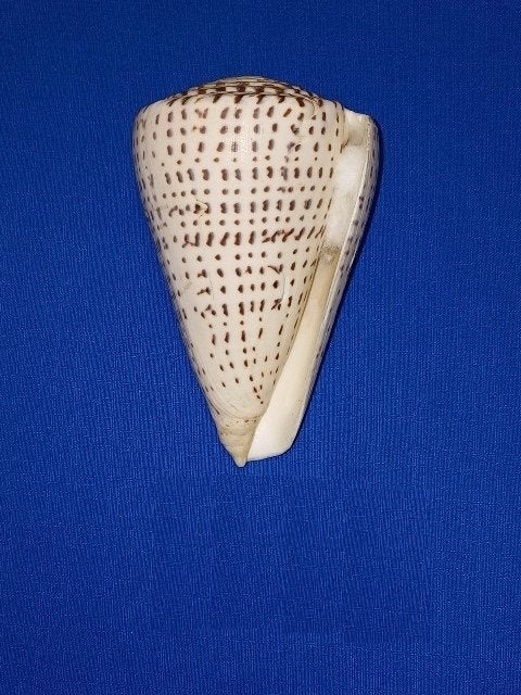 Schelpen, Conus leopardus,, Verzamelen, Ophalen of Verzenden, Schelp(en)