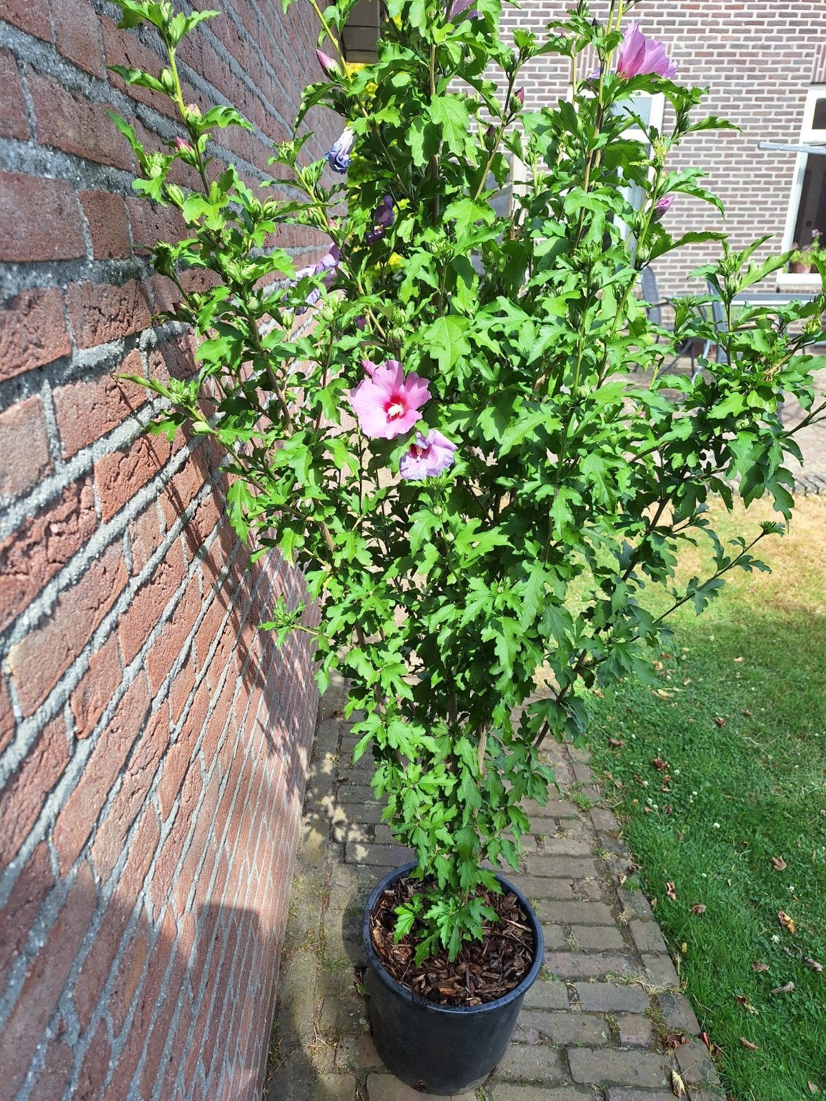 Hibiscus, Ophalen, Overige soorten, Minder dan 100 cm