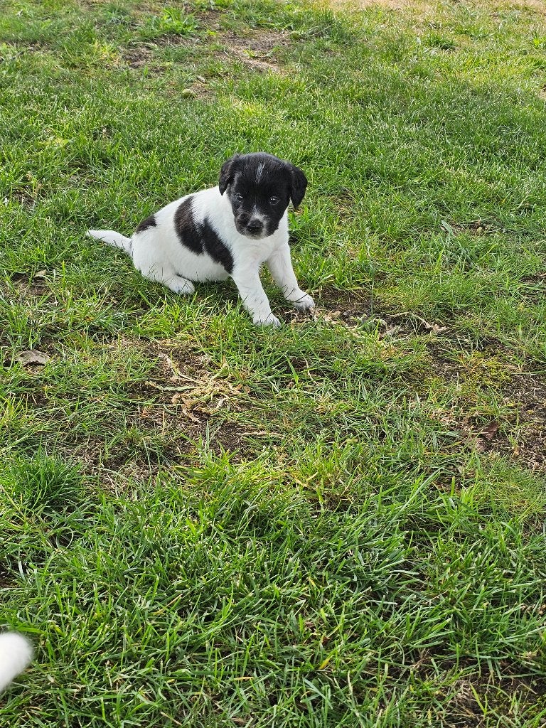 mooie stabij pups, Dieren en Toebehoren, 8 tot 15 weken, Parvo, Meerdere, Meerdere dieren