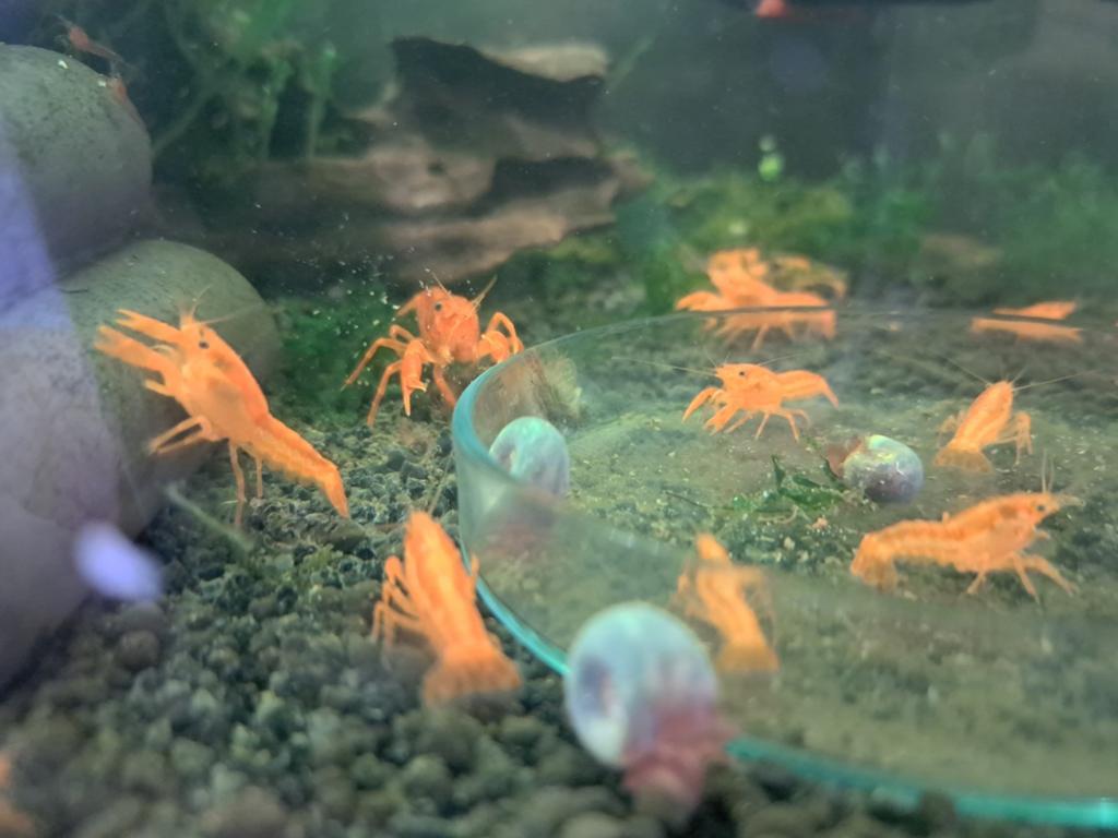 Jonge CPO kreeftjes, Dieren en Toebehoren, Vissen | Aquariumvissen, Kreeft, Krab of Garnaal, Zoetwatervis