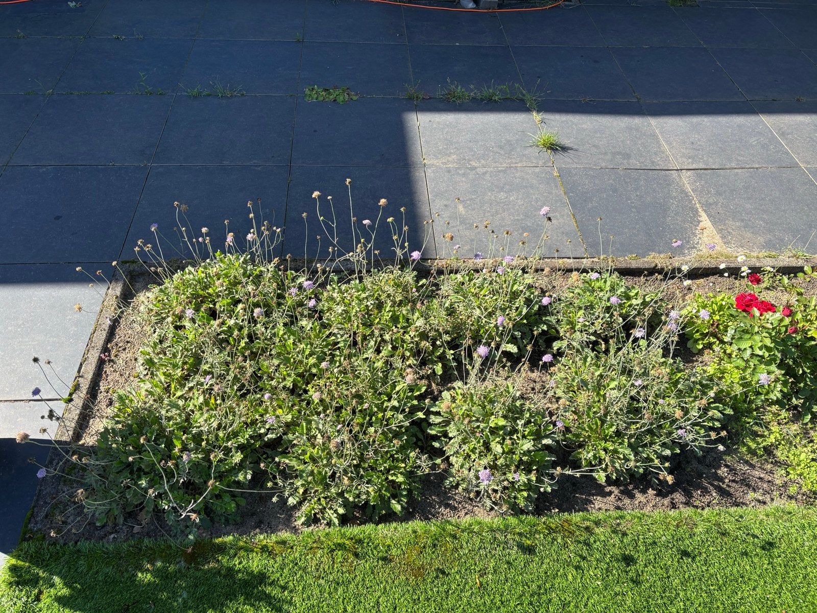Diverse tuinplanten: Duivenkruid, Hortensia's, Siergras, Ophalen, Vaste plant, Siergrassen, Halfschaduw