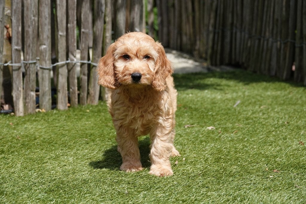 Prachtige Abrikoze en Sable Cockapoo pups, Parvo, België, Overige rassen, 8 tot 15 weken