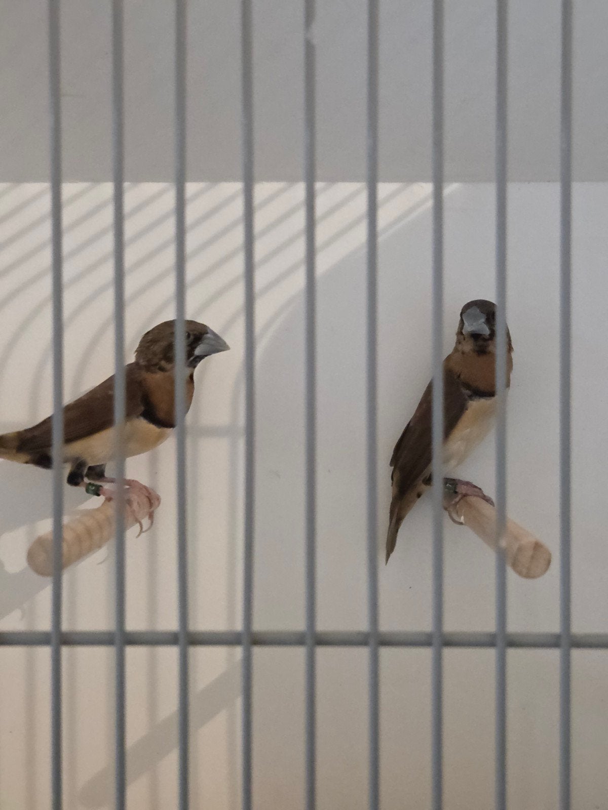 Bruinborstrietvink koppel, Dieren en Toebehoren, Meerdere dieren, Tropenvogel, Geringd
