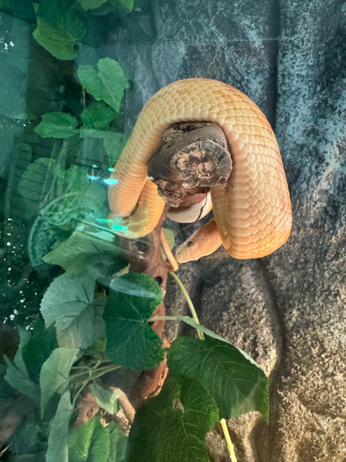 Een korenslang 3 jaar oud met terrarium Corn Snake photo 11