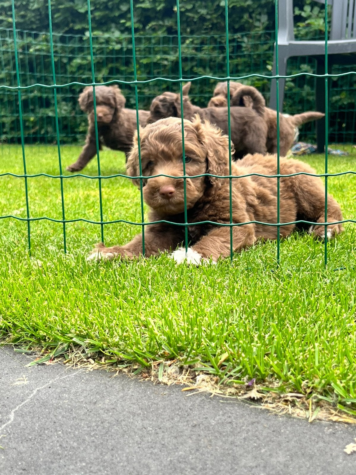 Alf1 australian labradoodle pups puppy’s, Dieren en Toebehoren, Overige rassen, Meerdere, Meerdere dieren, Nederland