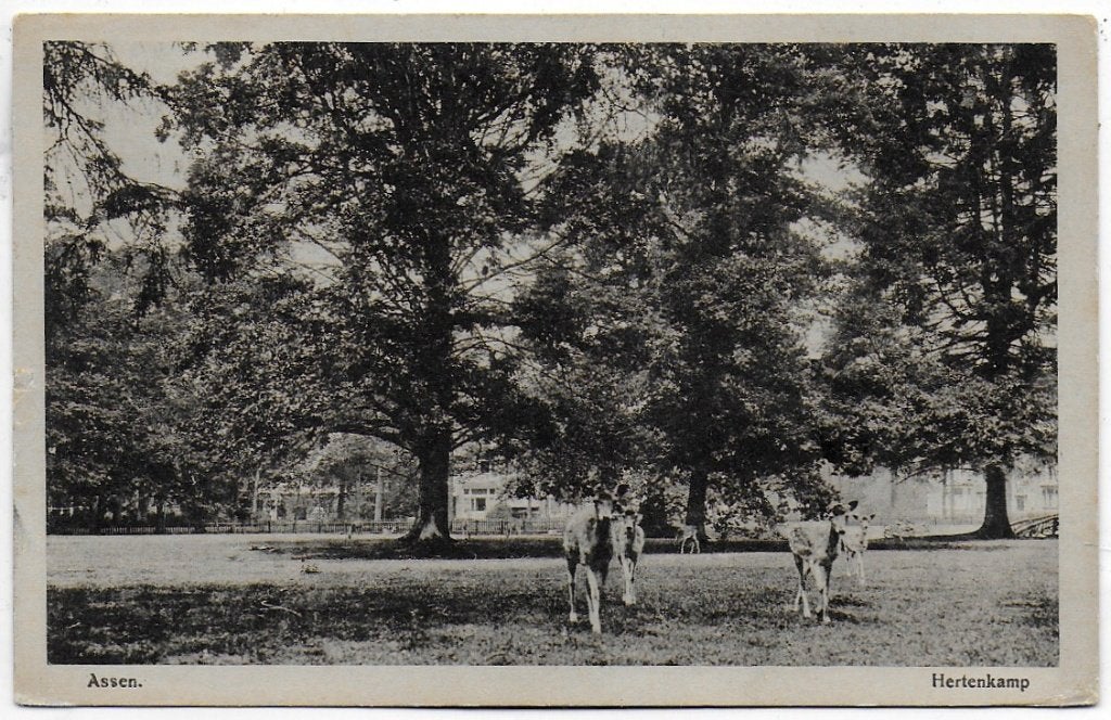 Assen Hertenkamp gelopen oude ansichtkaart (A2443), Verzamelen, Ansichtkaarten | Nederland, Ophalen of Verzenden, 1940 tot 1960