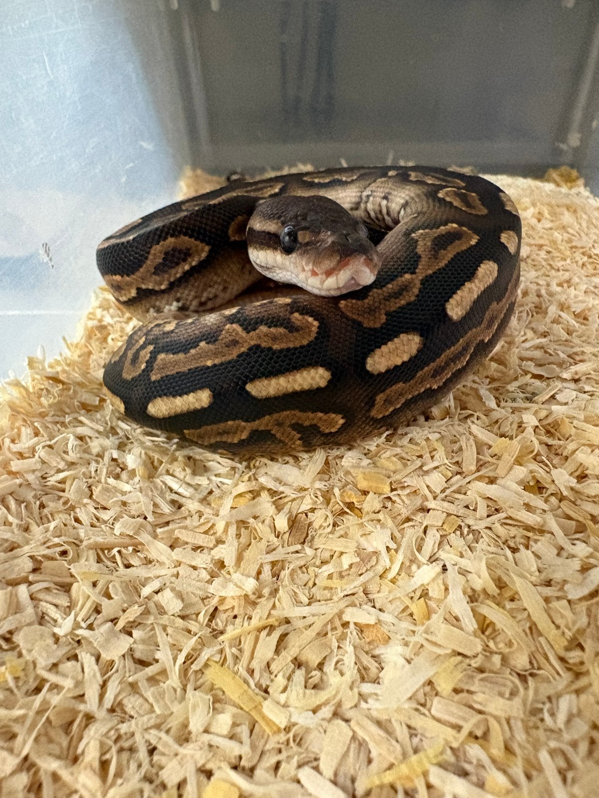 Cinnamon poss het desert ghost koningspython ballpython Ball Python - unknown for sale from willems