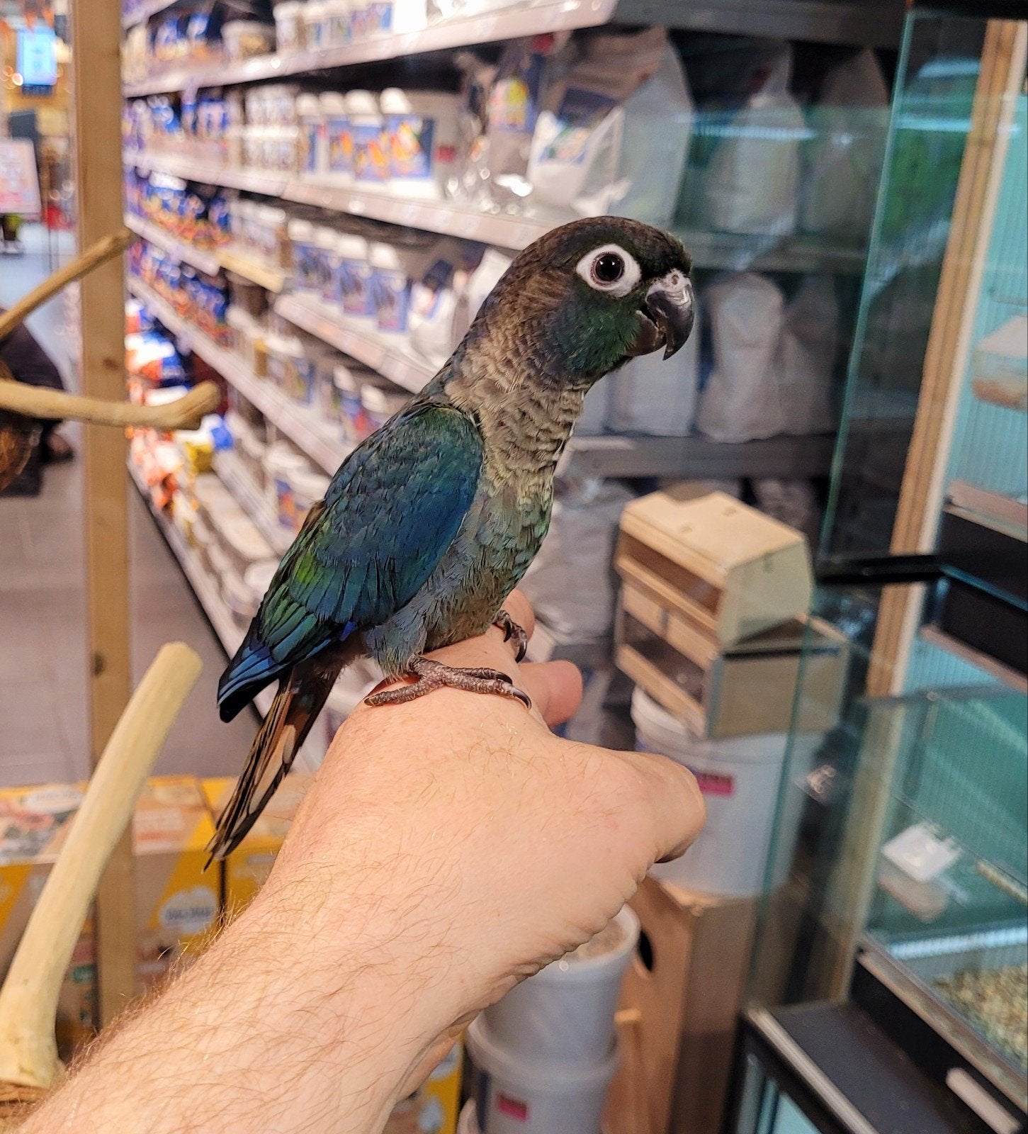 Pyrrhuras super lief en echt super tam., Dieren en Toebehoren, Vogels | Parkieten en Papegaaien, Meerdere dieren, Parkiet, Tam