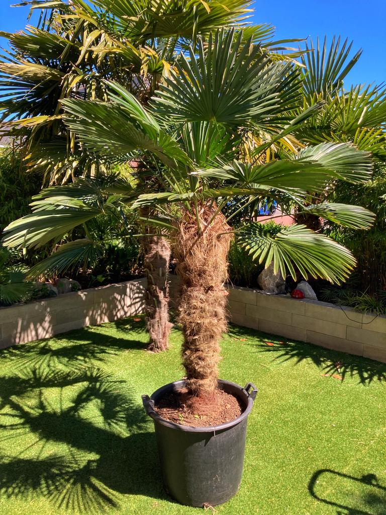 Prachtige Trachycarpus wagnerianus! 240cm, Ophalen, Halfschaduw, 100 tot 250 cm, Zomer