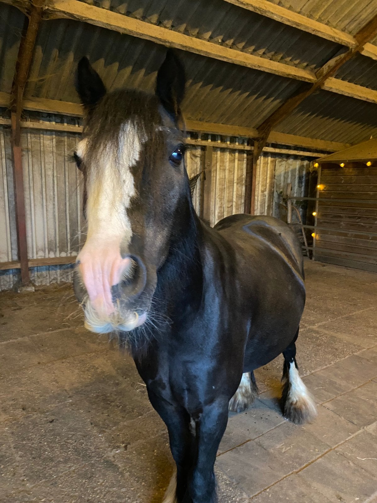 Lieve, betrouwbare tinker ruin te koop, Dieren en Toebehoren, Paarden, Ruin, Recreatiepaard