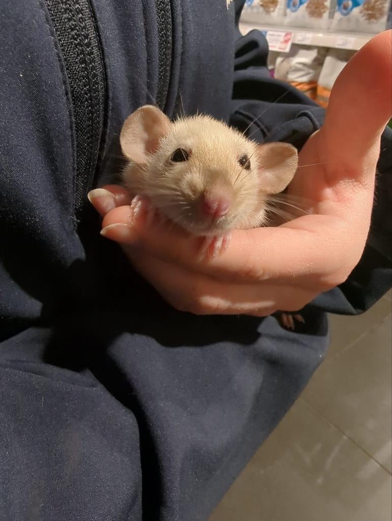 Tamme ratjes super super lief en super tam., Rat, Februari, Meerdere dieren, Tam