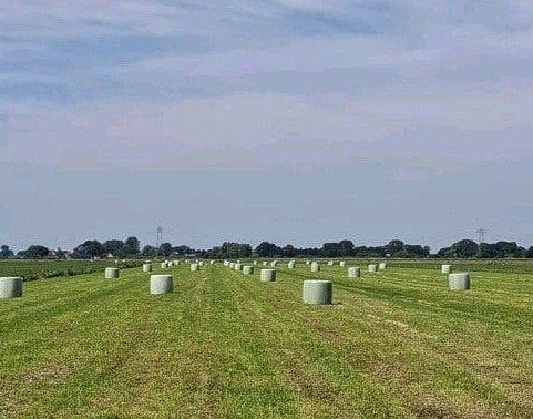 Balen hooi voordroog kuil, Dieren en Toebehoren, Ophalen of Verzenden, Vee