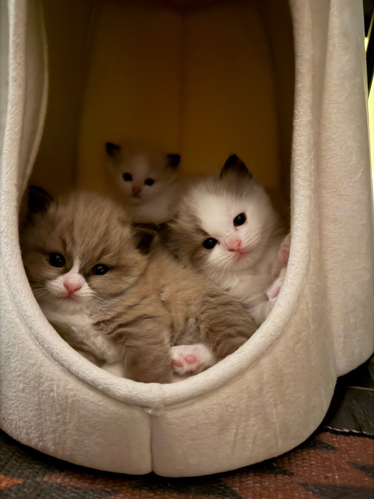 prachtige Ragdoll kittens😍, Poes