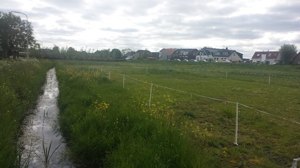 Vakantiepaarden op prachtige locatie Pijnacker, Weidegang, 4 paarden of pony's of meer